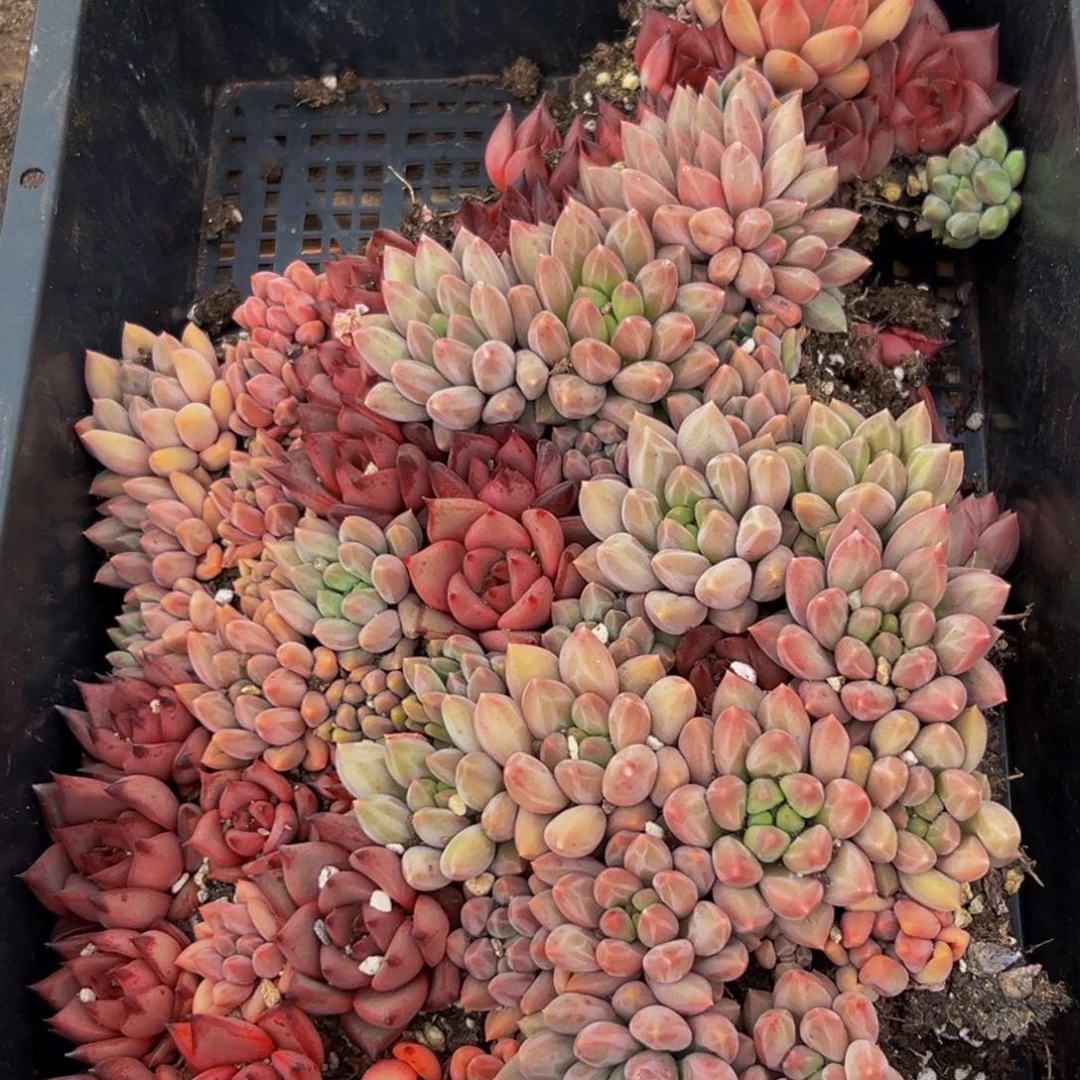 鱼***7794多肉植物和植物的生长