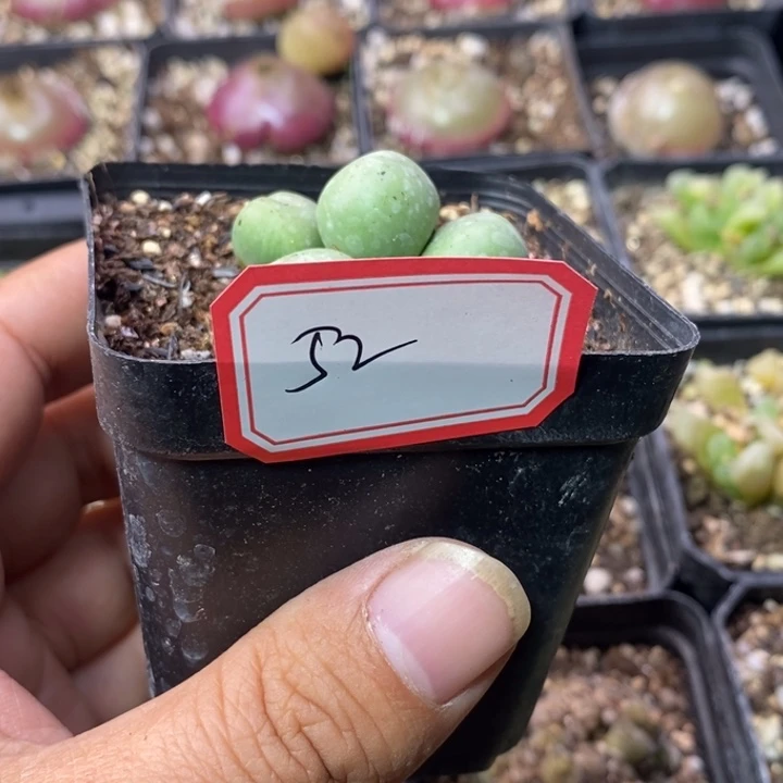 25656666666666666555