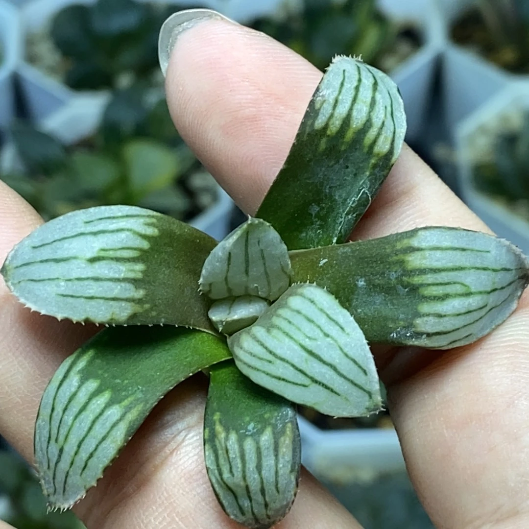 无菌播白夜实生一物一拍