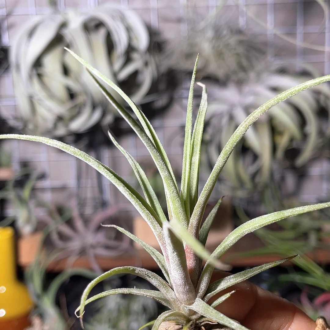 卤肉卷实生苗 空气凤梨