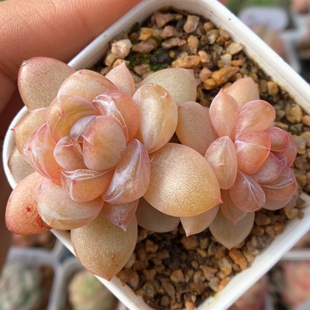 伊人泪双头可拍4395号