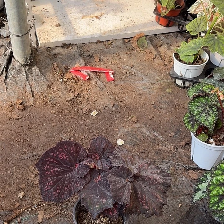 完全开放巧克力樱桃