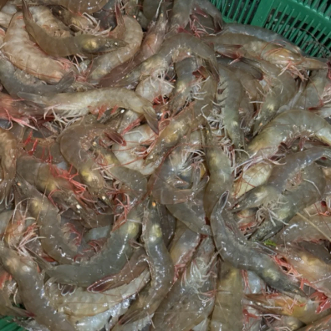 新鲜不活红毛虾1斤 (福利品，不支持售后，介意勿拍）