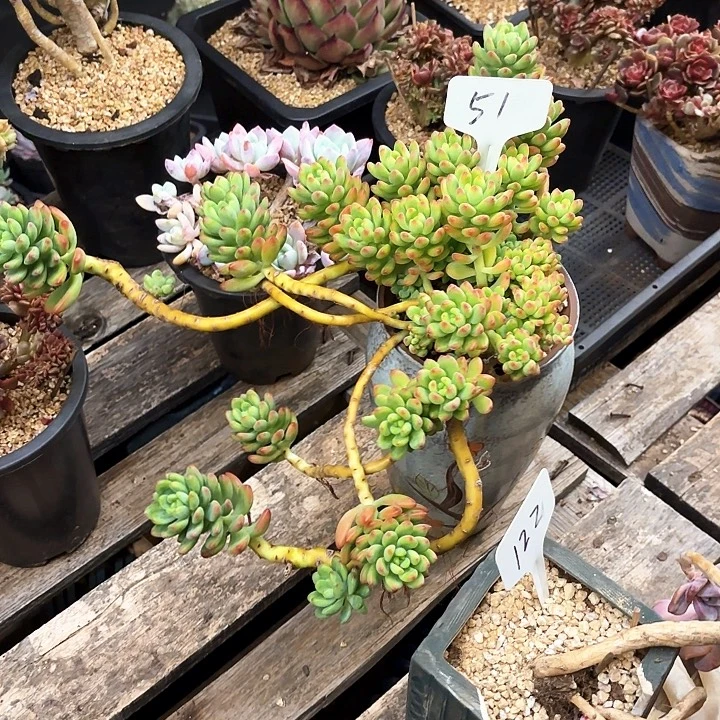 多肉植物，香格里拉51号