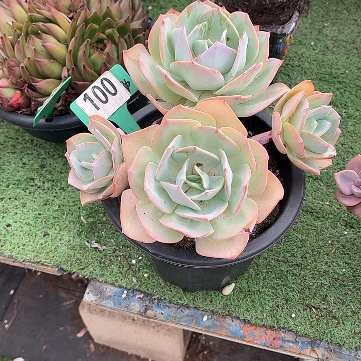 凤多肉植物保护100