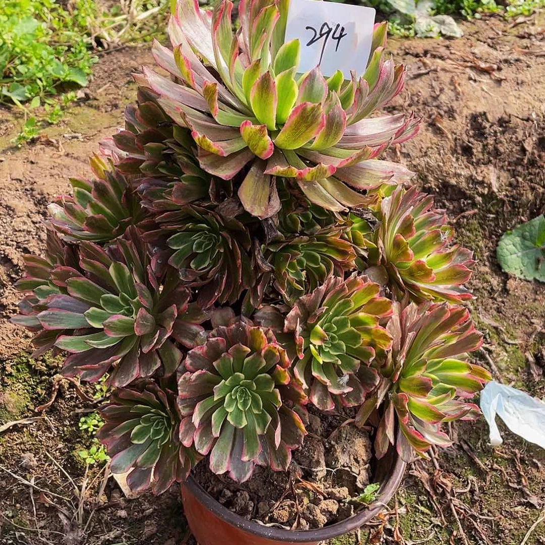 多肉法师294号夕颜发货不包损