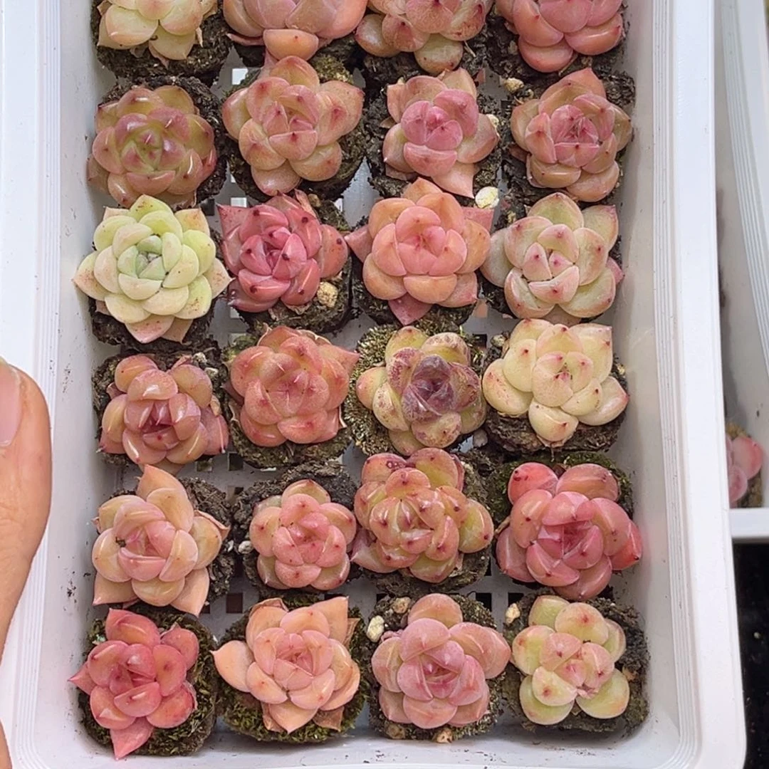 小*圆431 新疆西藏内蒙不发货