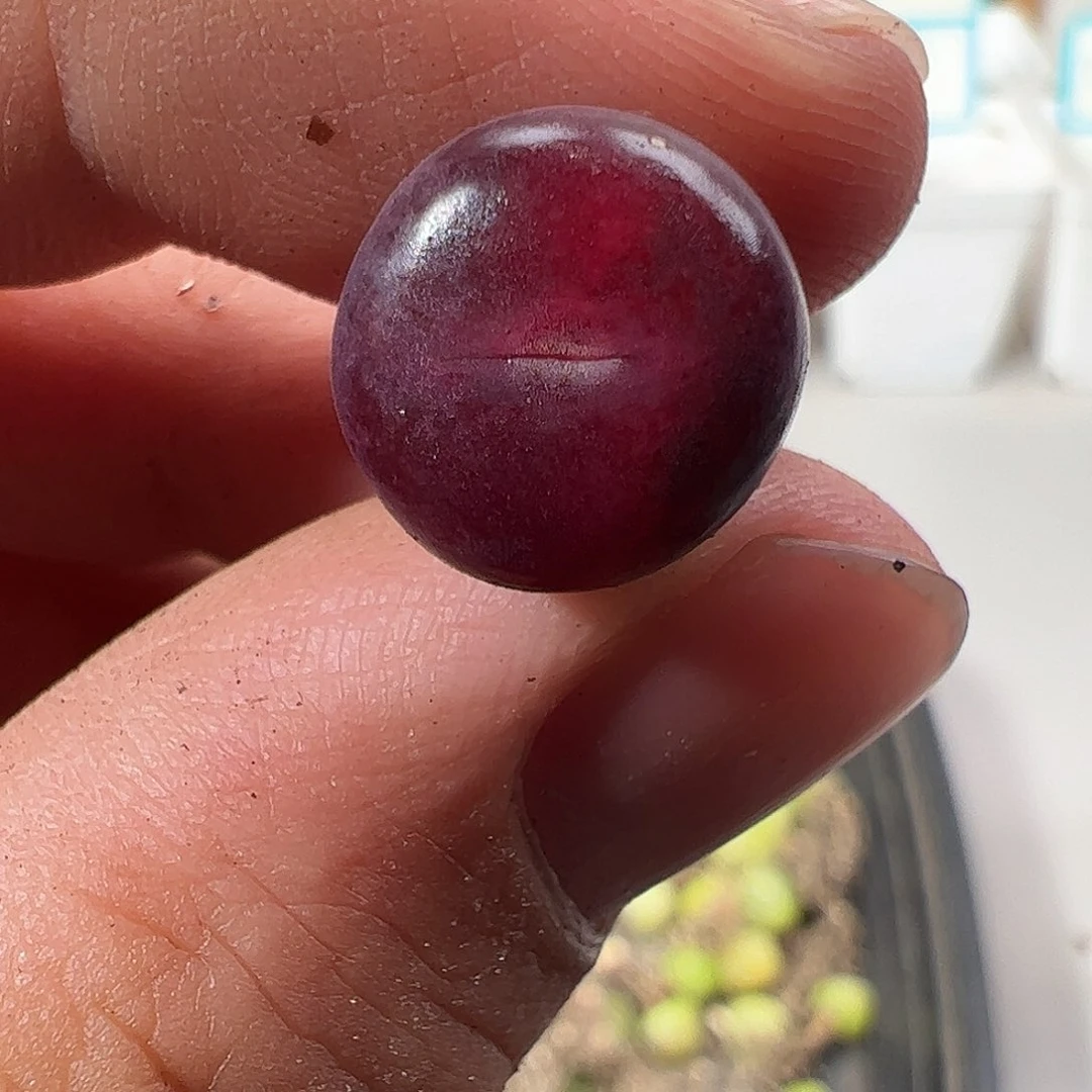 0000775 一物一拍……