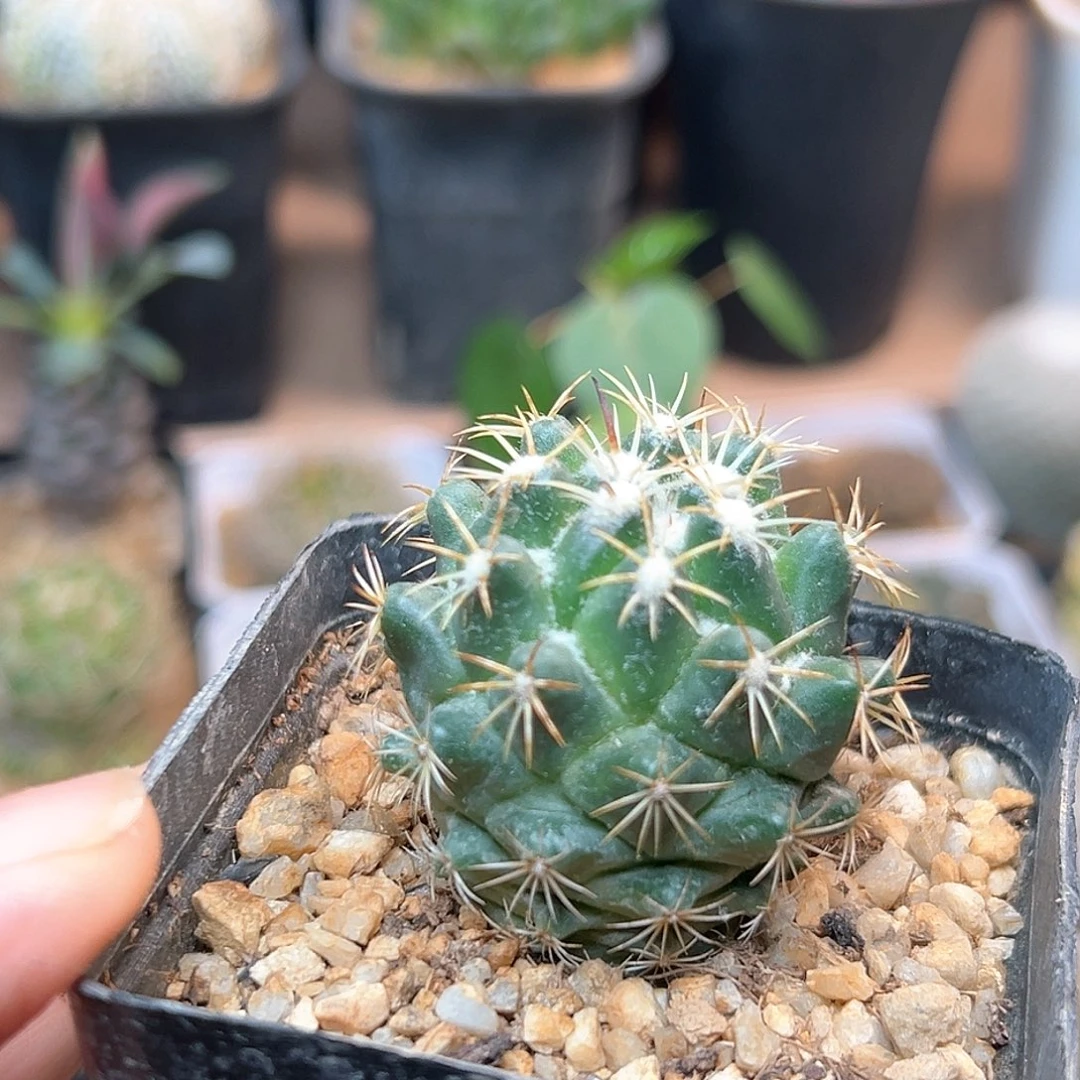 无花朵钢钉实生球一颗4CM