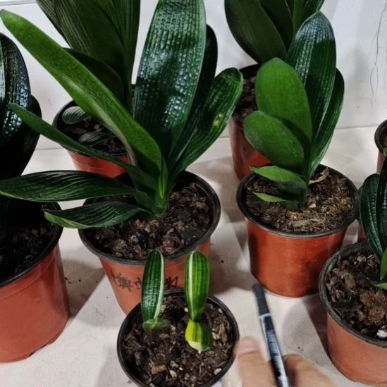 与***敌完全开放君子兰一物一拍不退不换看好下单