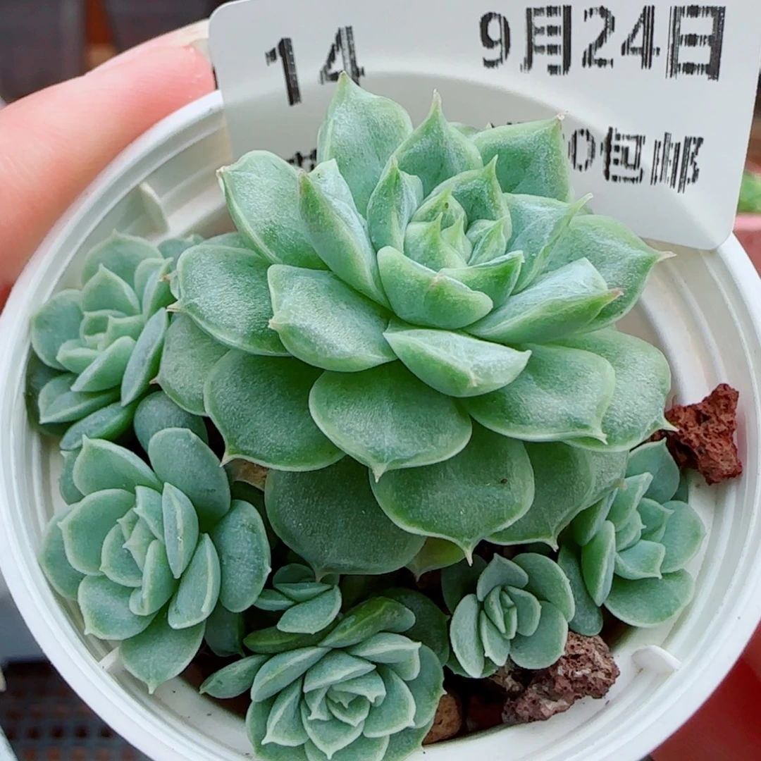 花语逸镜0924-14女王整