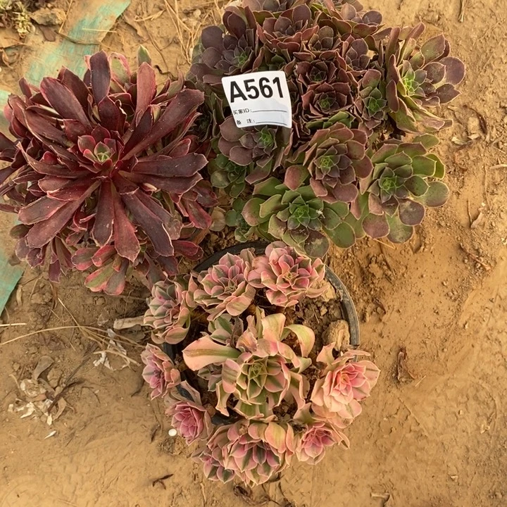 完全开放561组合套餐多肉植物