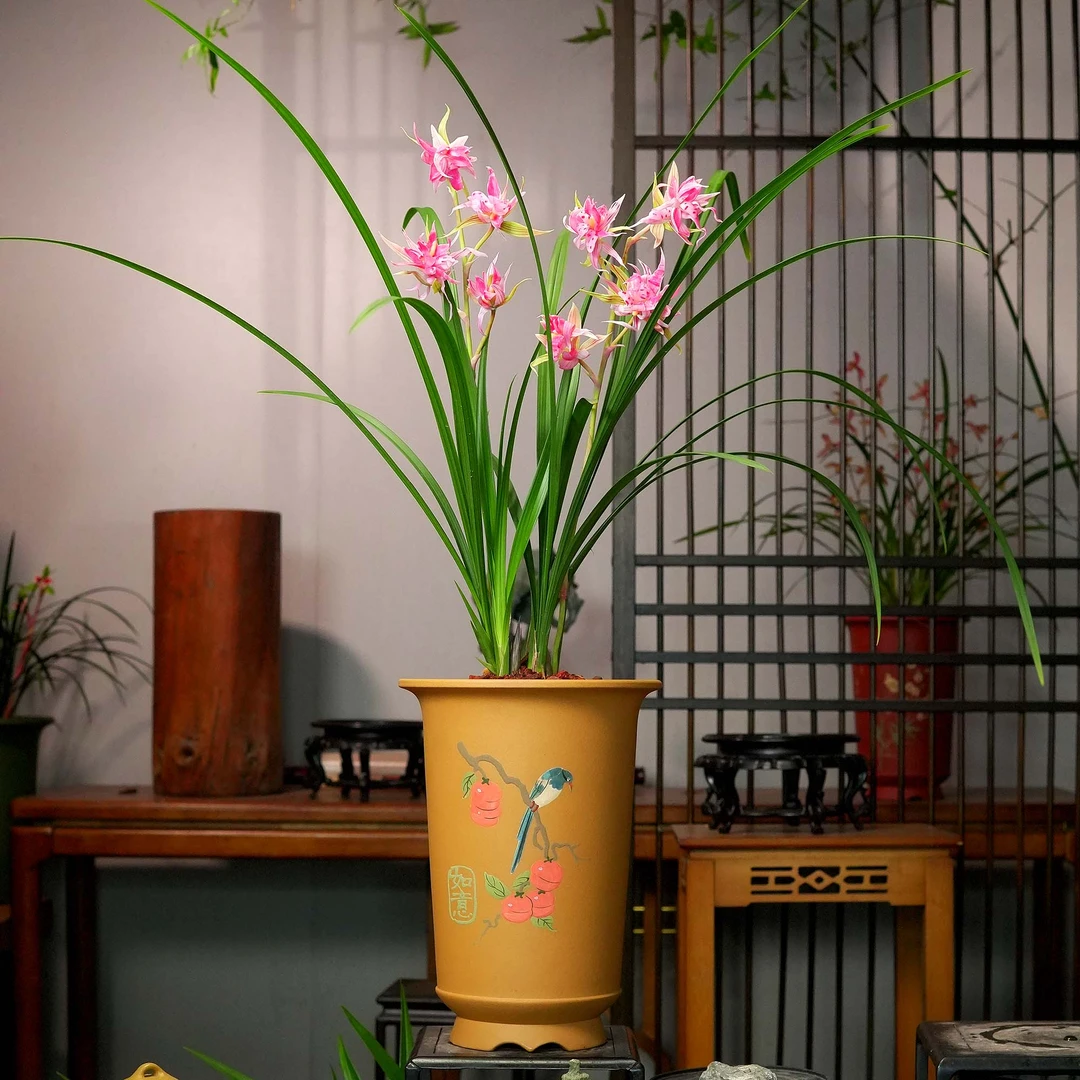 建兰铭品【春暖花开】带2-3花苞名贵兰花办公室内阳台盆栽