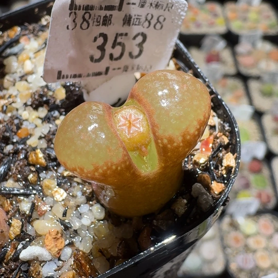 Sss精品便宜清了353