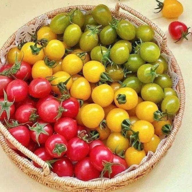 【三色小番茄】小果酸甜（盒/毛重2.5-3斤）甜度高