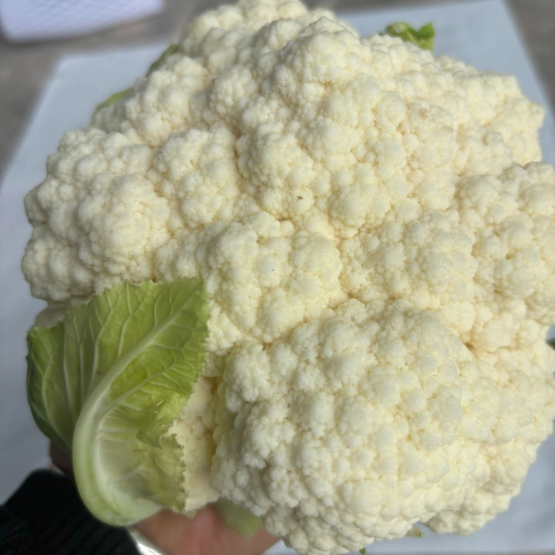 达【顺丰冷链或中通申通】云南露天新鲜蔬菜现摘农家自种白花精品