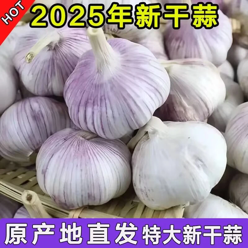 【精品手挑蒜】2025农家自种大蒜紫皮大蒜特大果5斤杞县紫皮蒜批发
