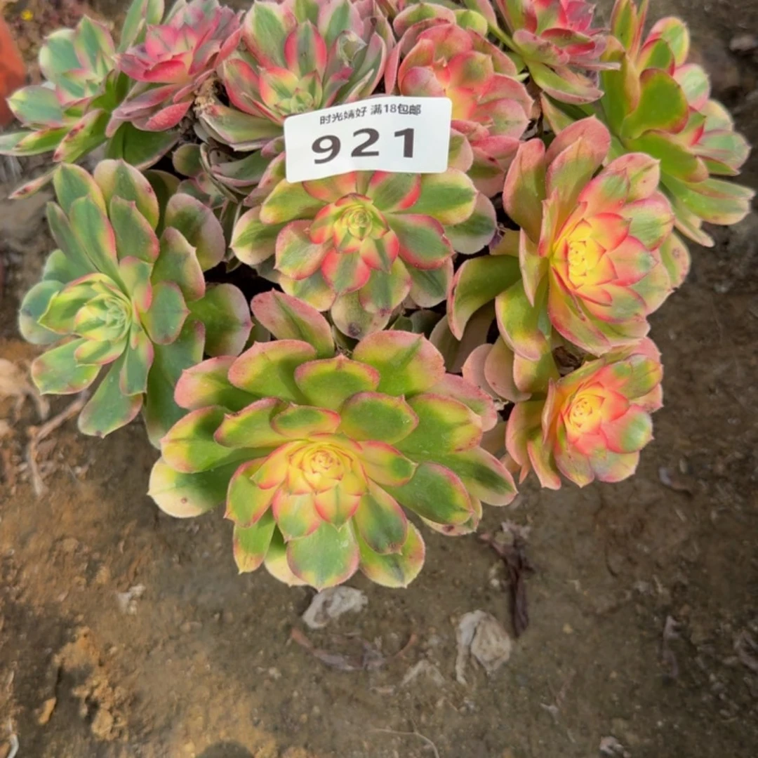 921荔枝。多肉植物