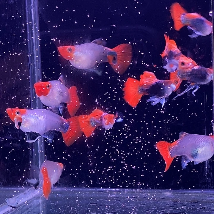 孔雀鱼蓝贵族5对包邮