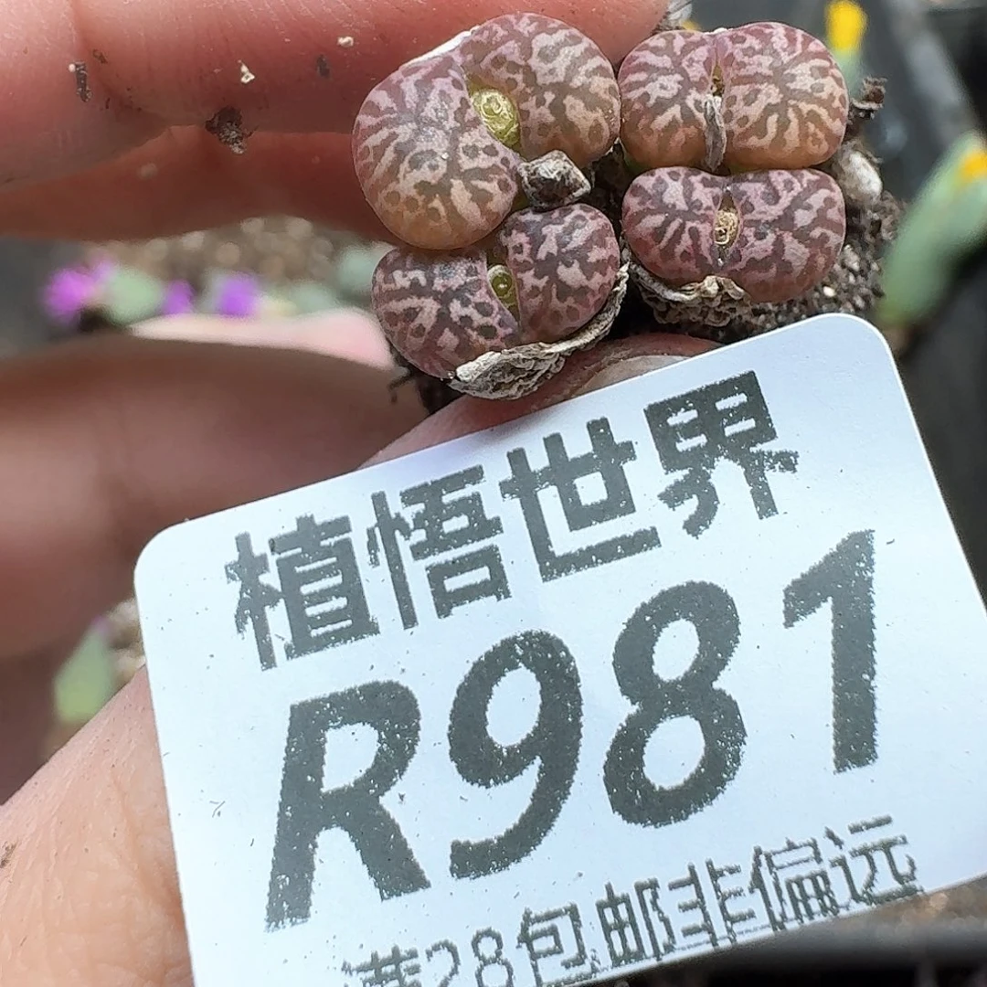 多肉植物多肉植物df
