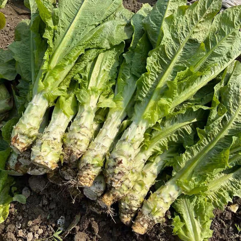 土莴笋新鲜农家自种莴笋绿叶莴笋新鲜蔬菜现拔现发