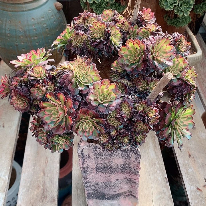 美亚朵朵脱土发货