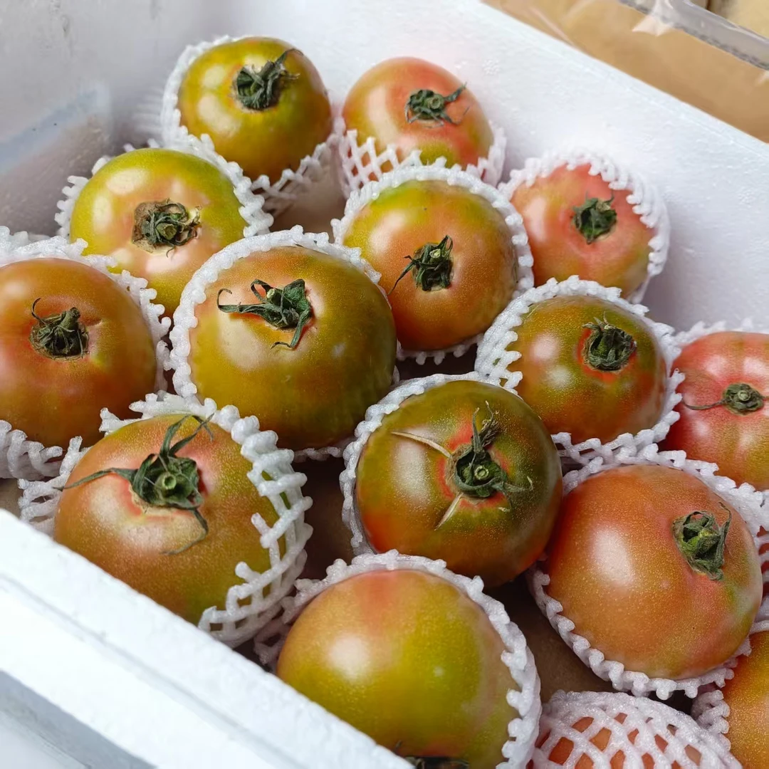 草莓柿子辽宁省