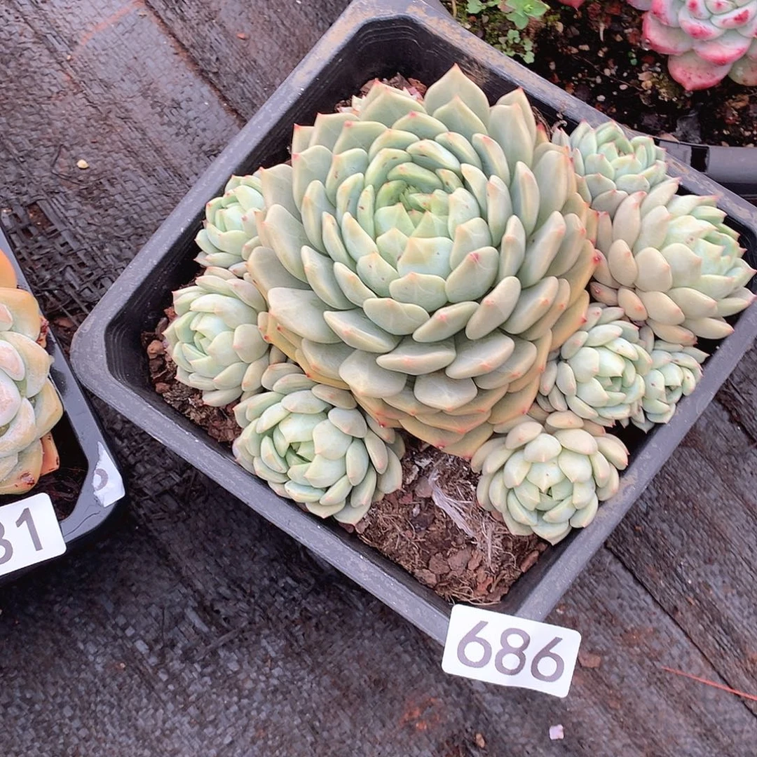 686蓝眼睛 一物一拍多肉