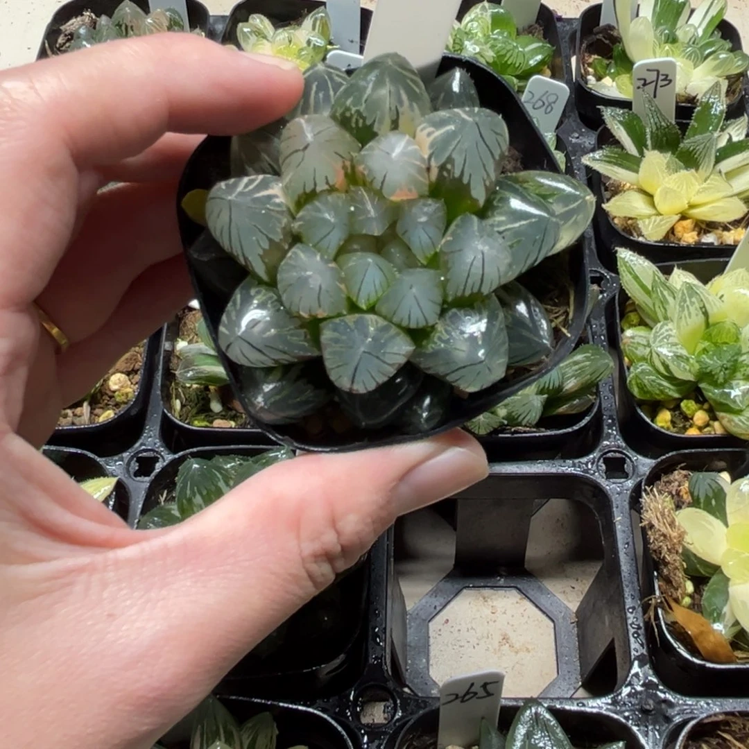 266龙爪玉露锦一物一拍