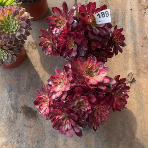 189香奈儿组合2颗多肉