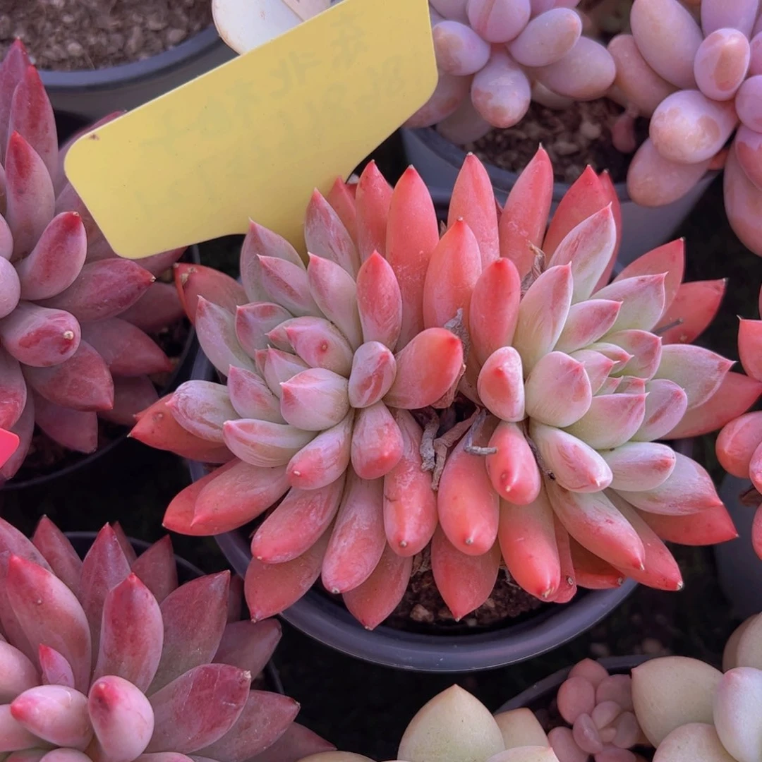 香玉的故事是一个人的