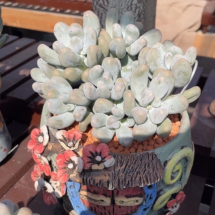 米可多肉植物群生
