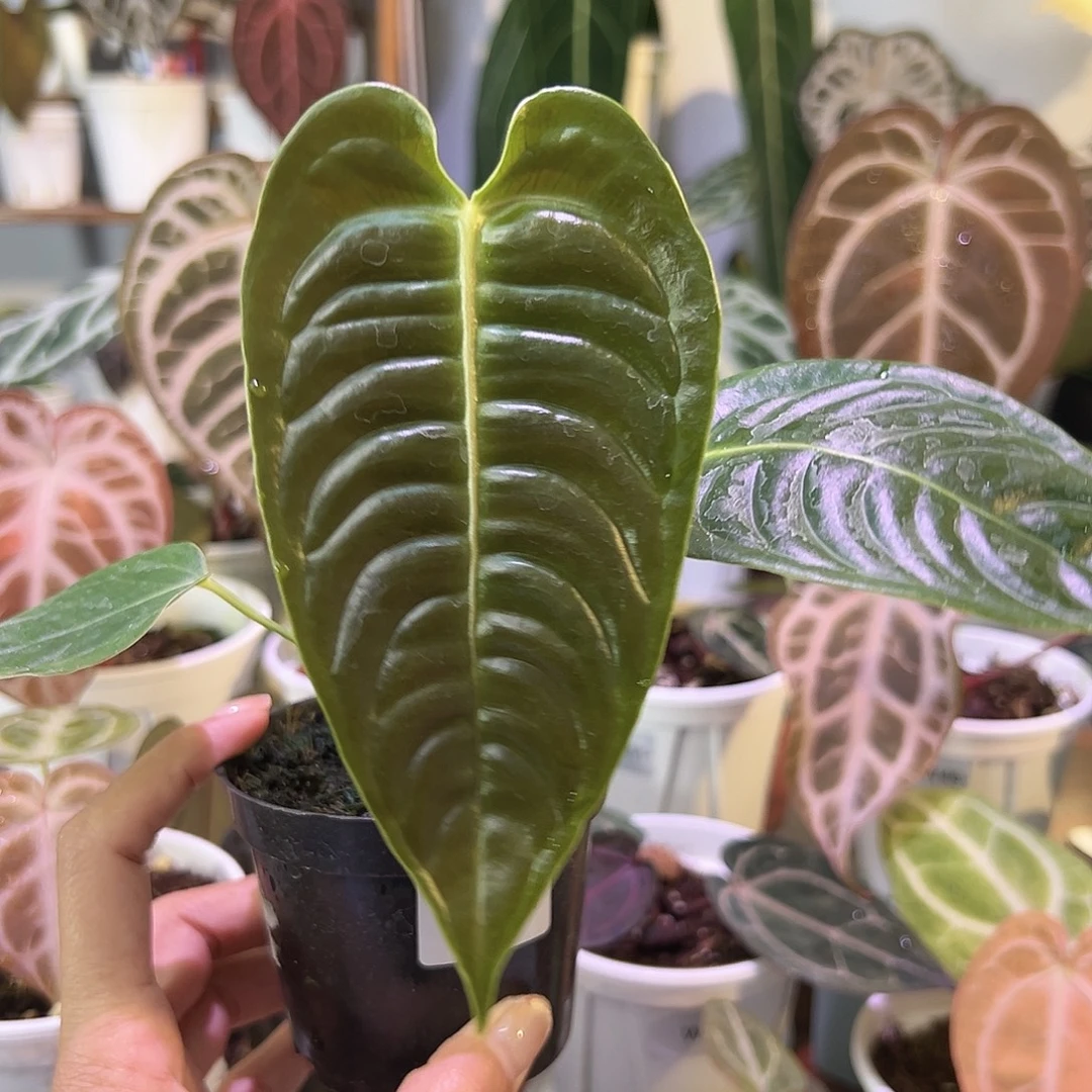 无花朵火鹤王籽播W64