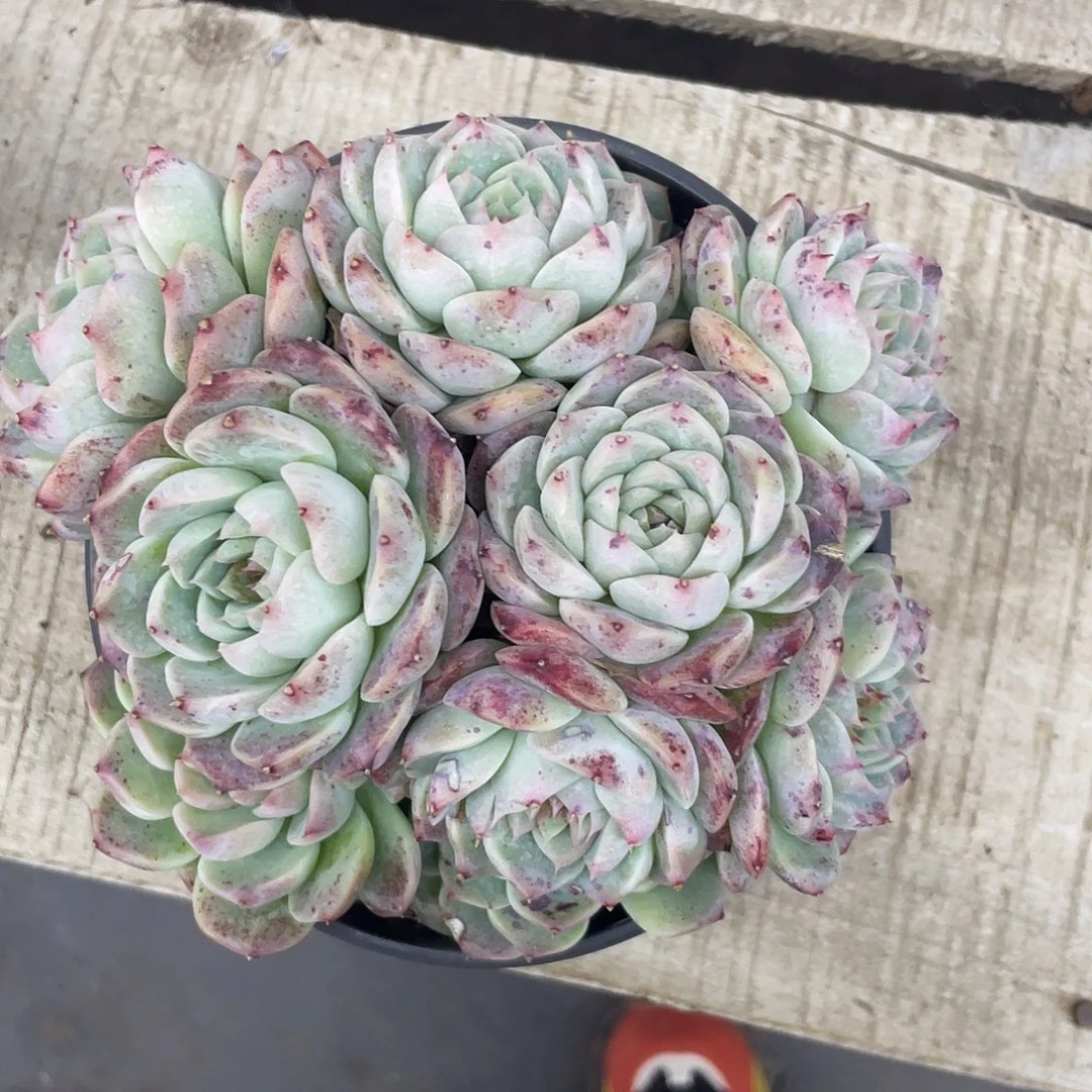 天鹅绒10头群生。