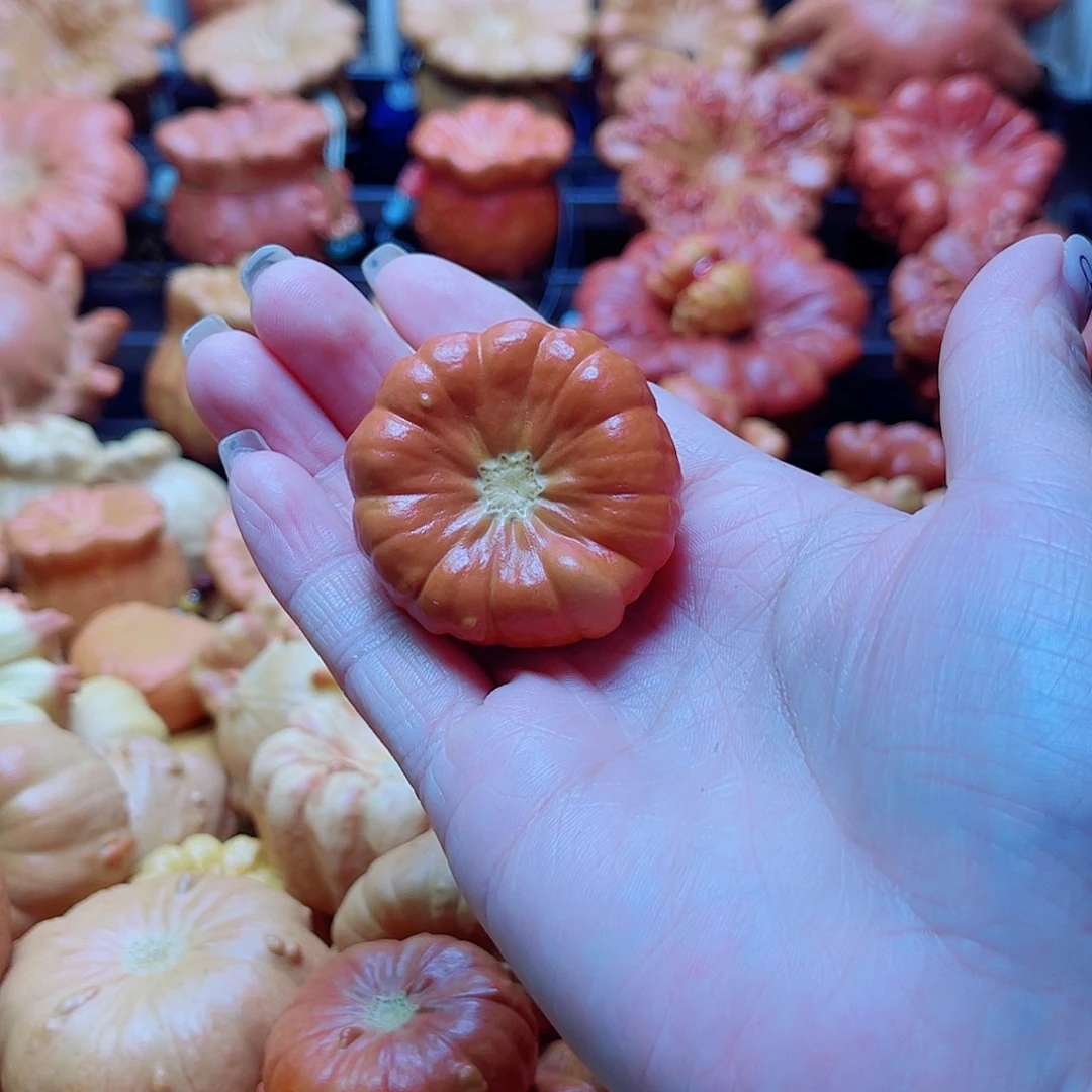 F***y陶瓷墨西哥葫芦可盘可摆