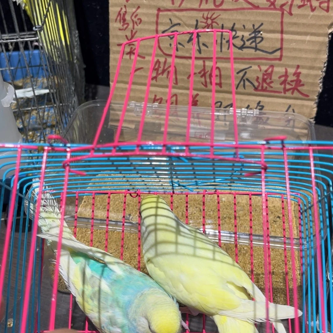 虎皮鹦鹉金彩虎皮鹦鹉幼鸟一对，一物一拍不退换