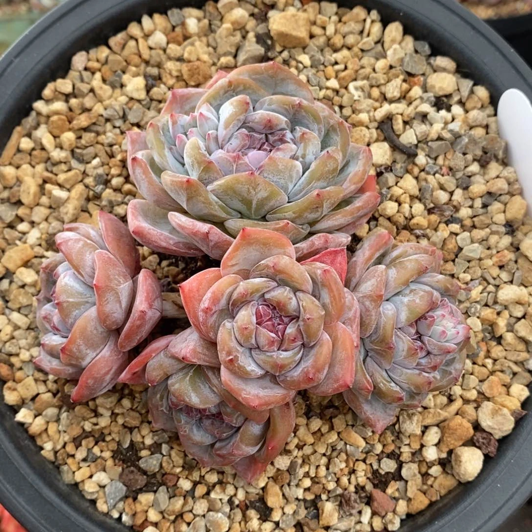 模特 脸朝上 五头