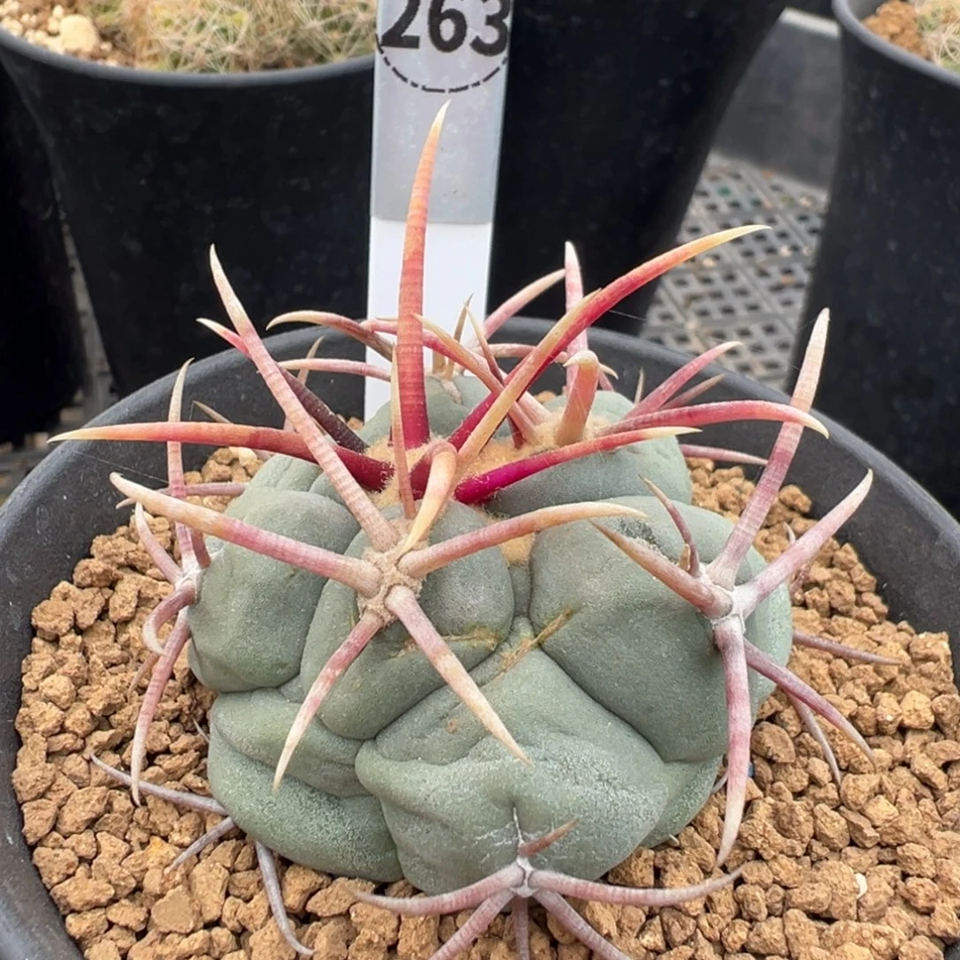 263实生根高木绯冠龙多肉植物带盆土