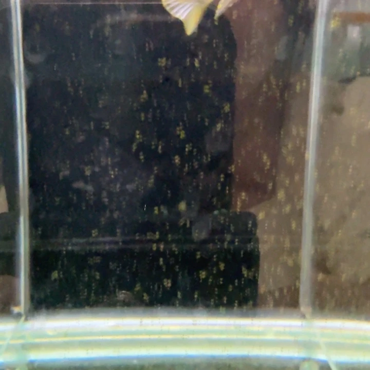 海水野蓬勃斑马 1216