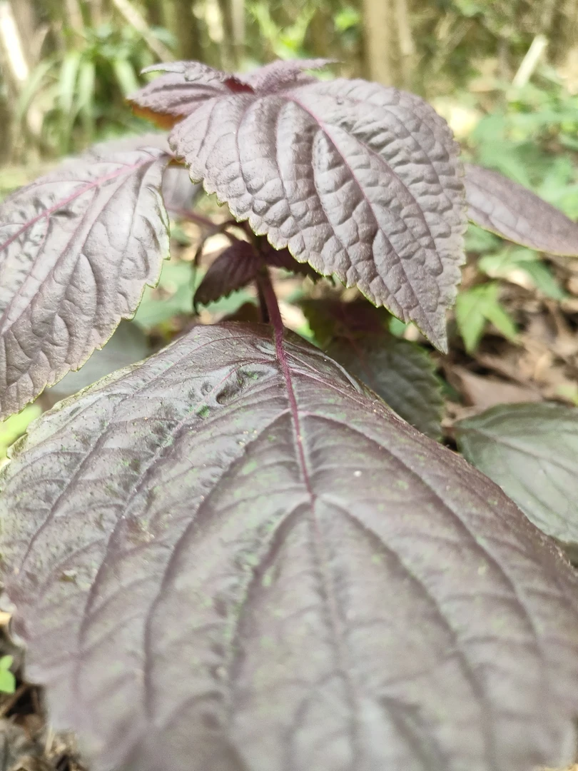 纯野生紫苏苗红苏双面紫苏种苗紫苏种苗食用香紫苏炒田螺鱼生种子