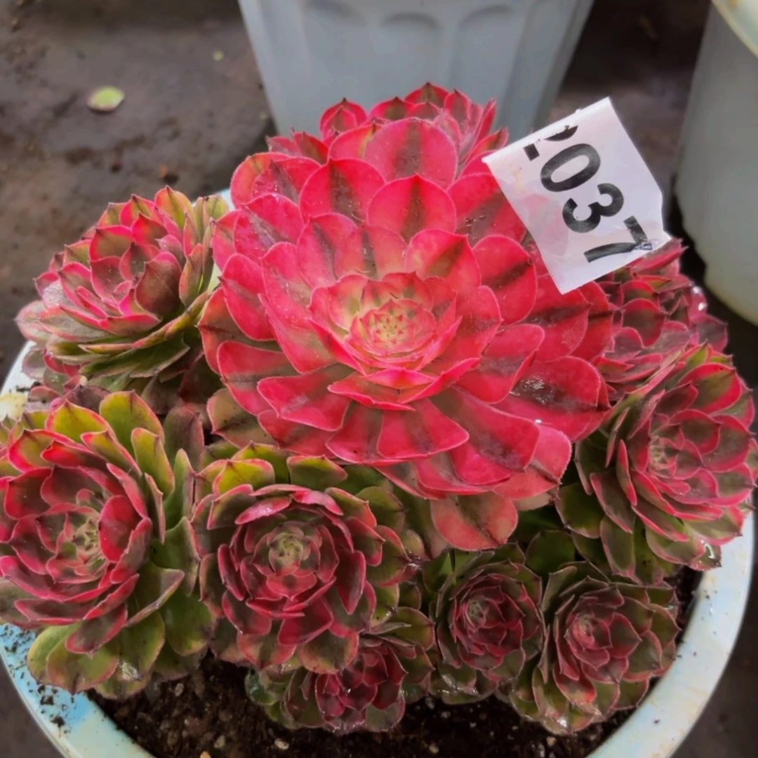 2037多肉植物荔枝法师