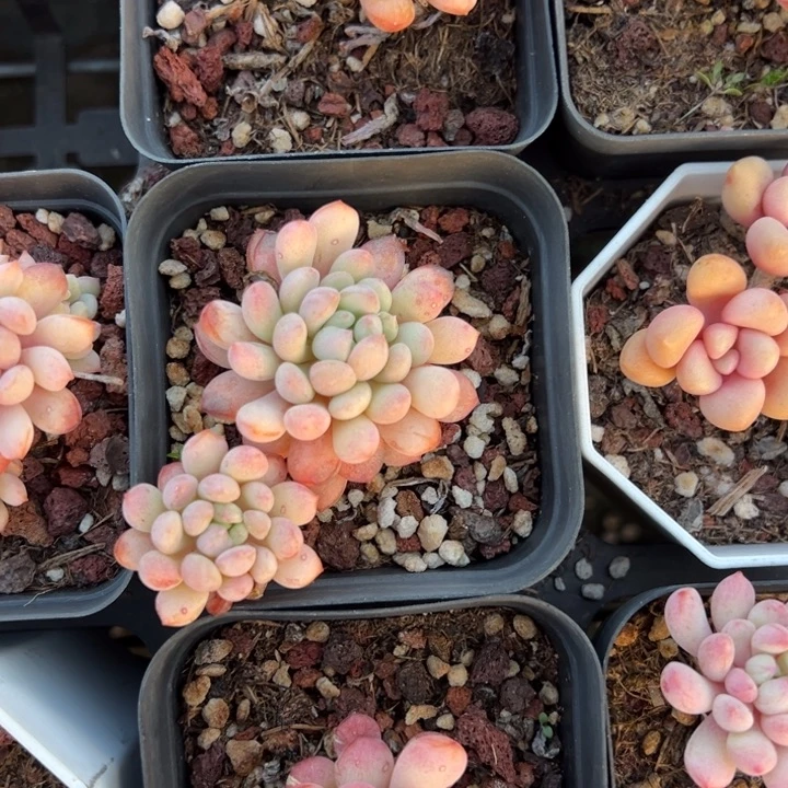 萌豆单双混一颗量拍多肉满20包邮初7发货