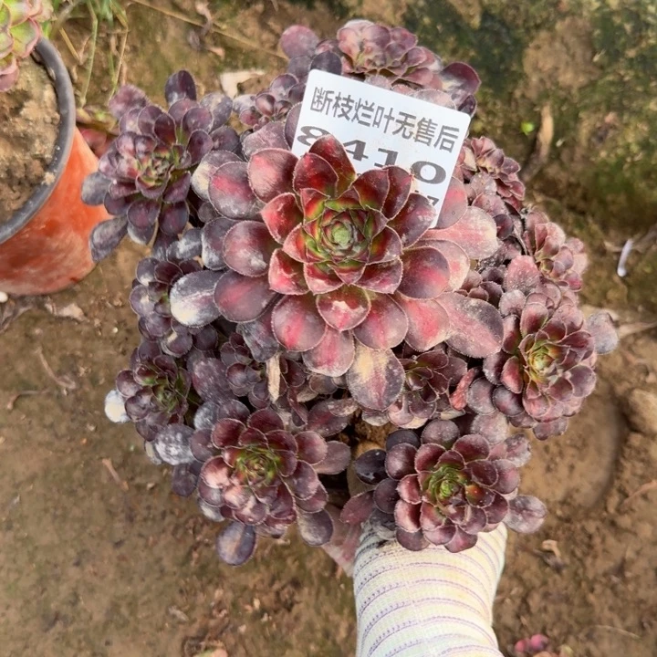 8410二号棚花蝴蝶中班C
