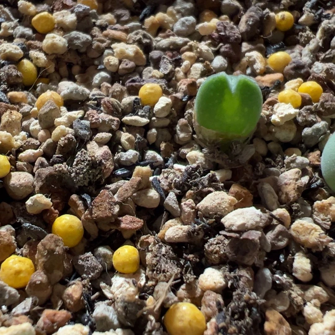 大眼睛肉锥，一物一拍