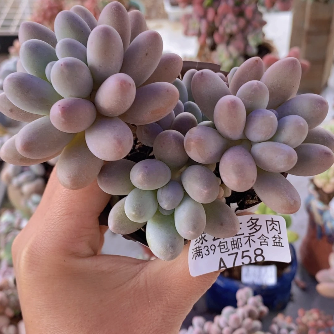 汤圆9cm758多肉植物