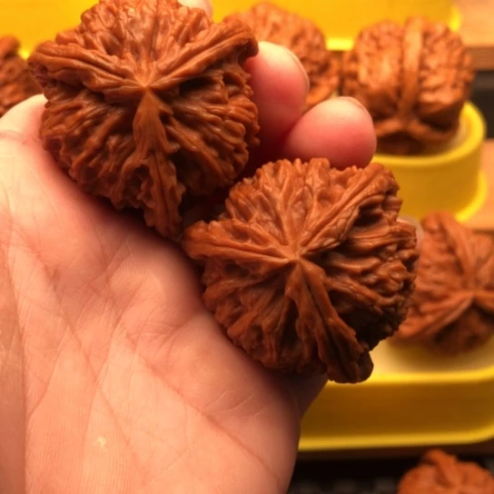 磊***磊核桃核桃核桃核桃核桃