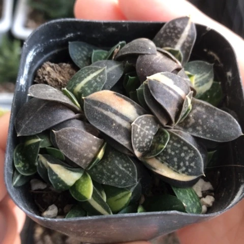 奶油子宝锦带盆发货哈哈哈