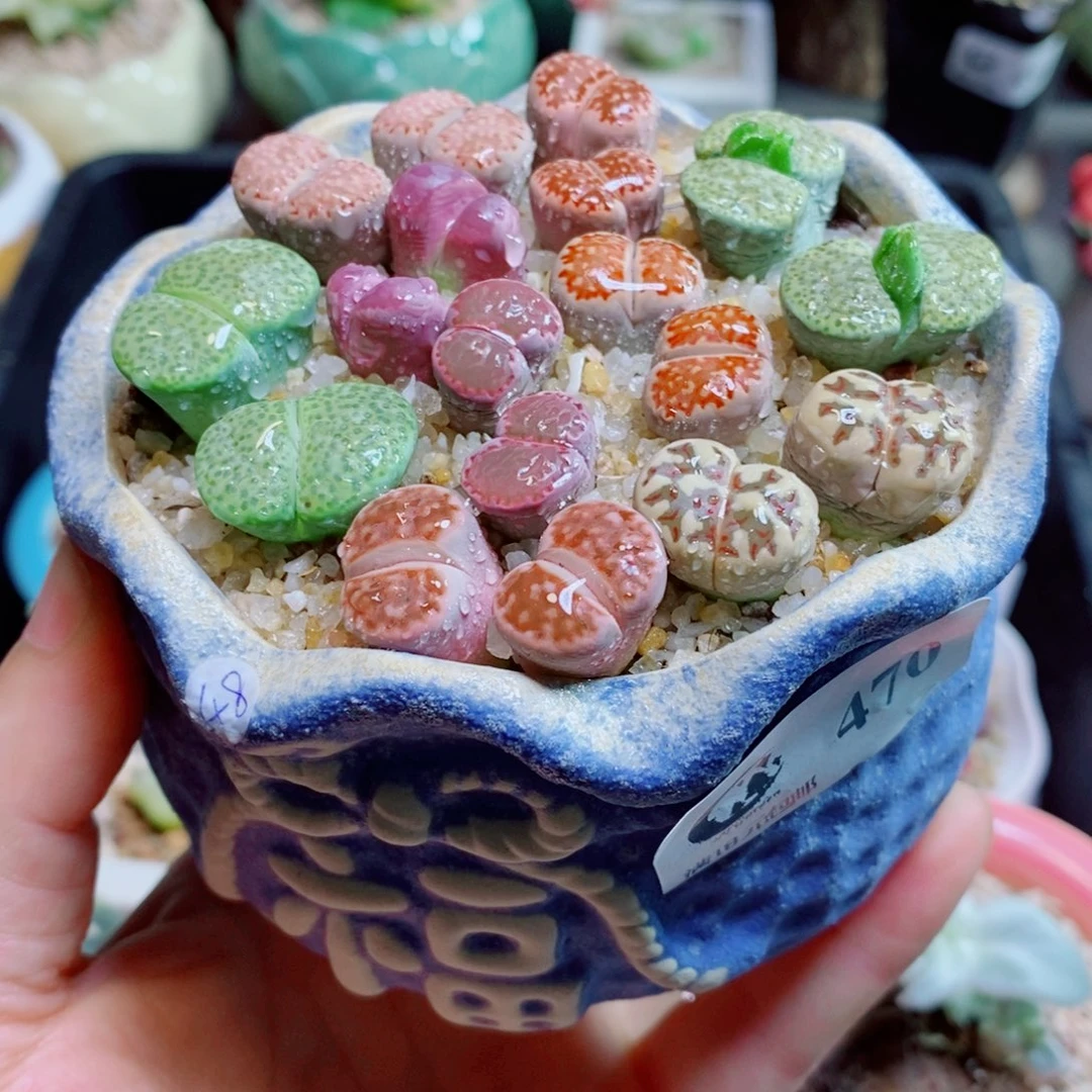 生石花花花哈哈哈哈哈哈470
