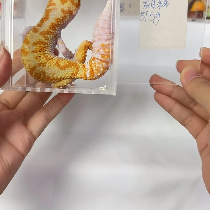 豹纹守宫白黄蜡笔川普，成体弟弟，57.5g