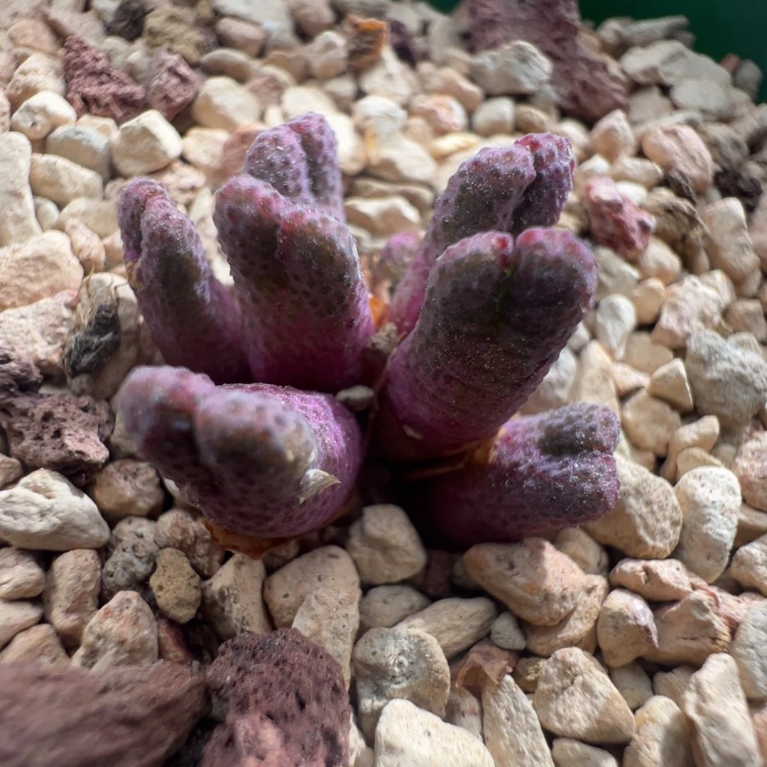 9优选全紫955d斑马